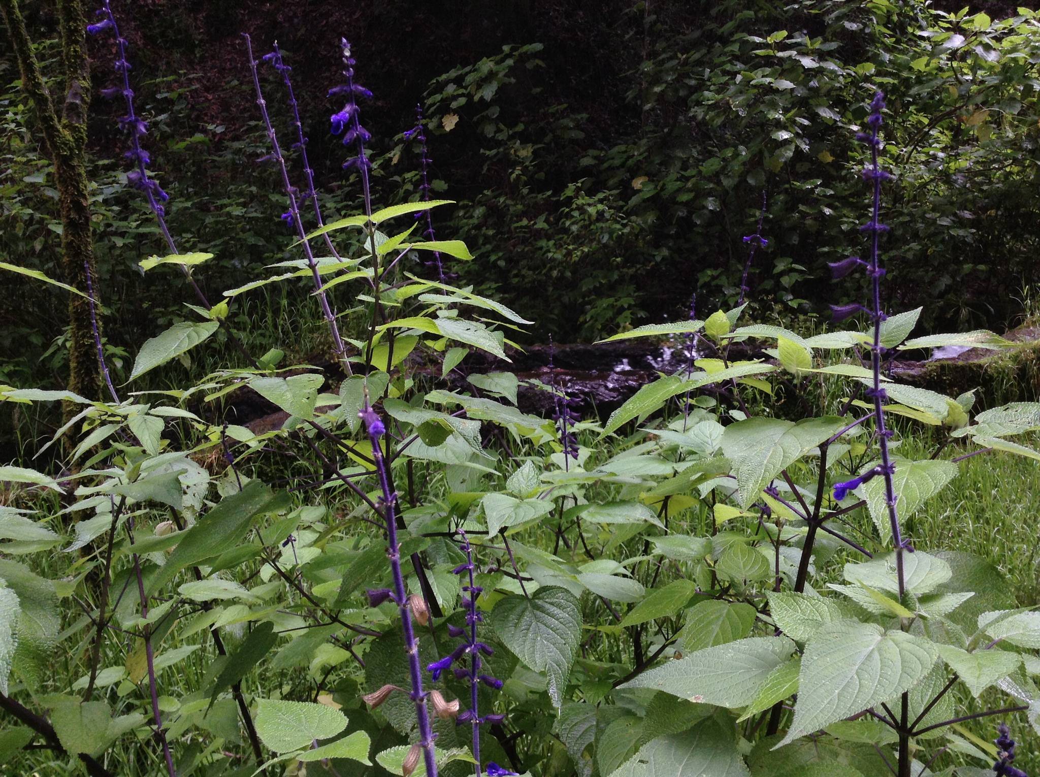 Salvia concolor